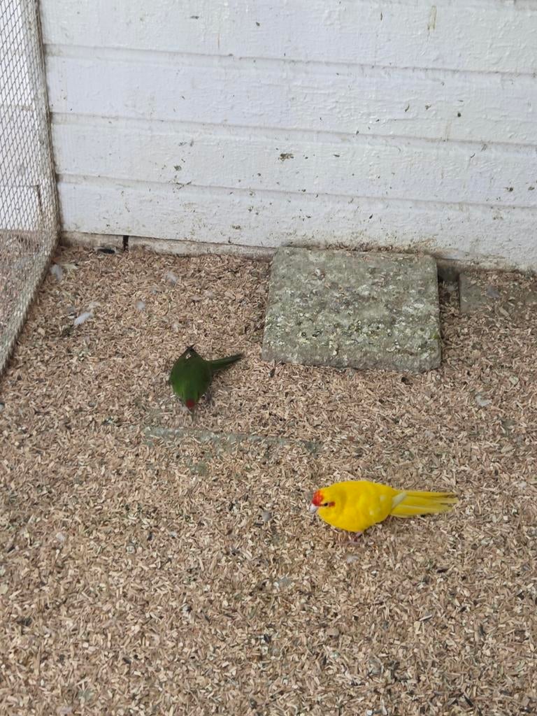 Kakerikies, Dieren en Toebehoren, Vogels | Parkieten en Papegaaien, Meerdere dieren, Parkiet