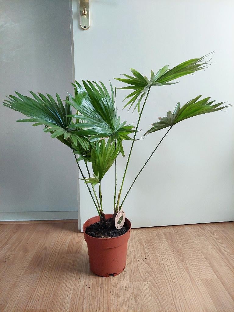 Livistona Rotundifolia - Waaierpalm H: 75 cm., Ophalen, Palm, Halfschaduw, Minder dan 100 cm