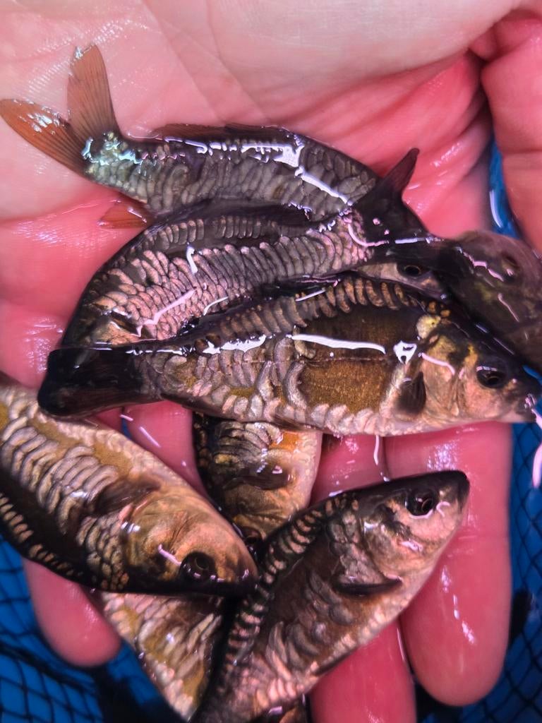 Prachtige Volschub Spiegelkarpers ca 21 - 25 cm / Koidreams, Dieren en Toebehoren, Vissen | Vijvervissen, Karper of Koi