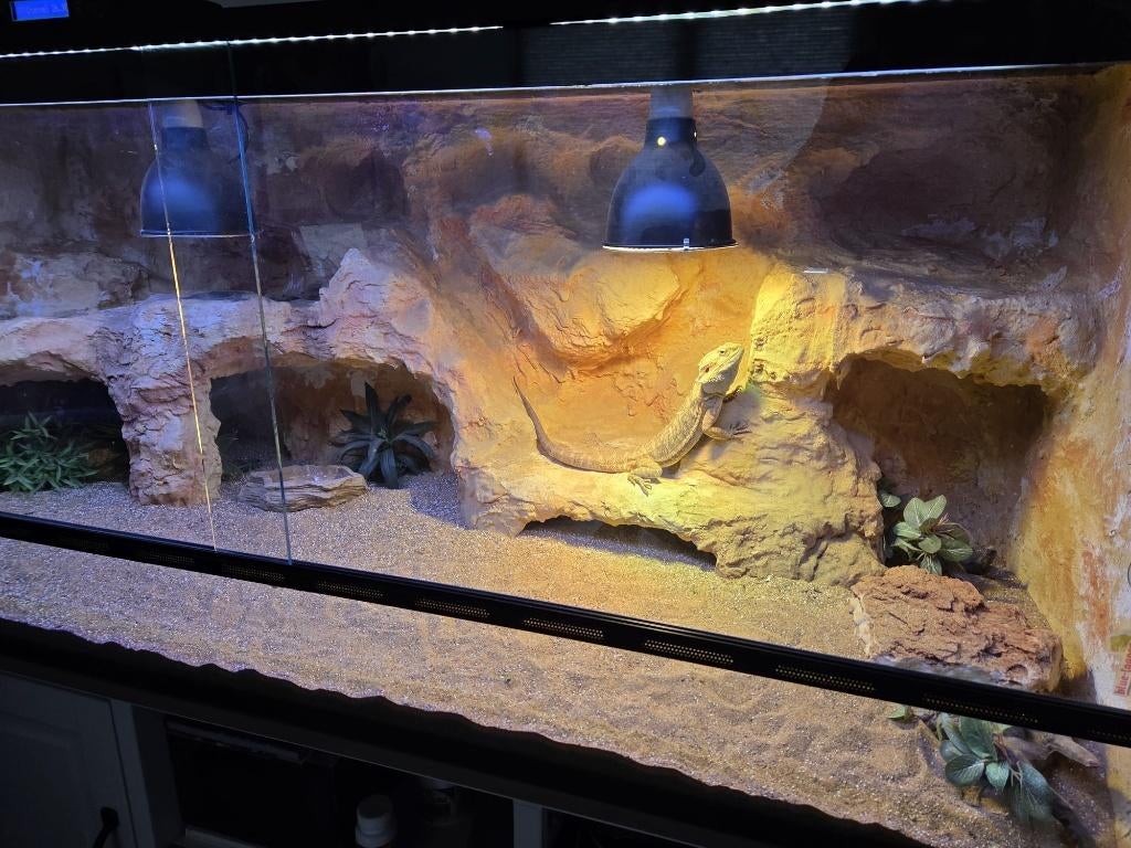 Terrarium met Baardagaam Bearded Dragon - unknown for sale from Jens