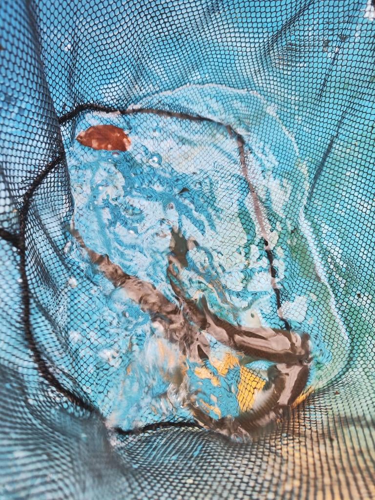 Graskarper 15-20 cm desgewenst bezorgd aan huis, Karper of Koi