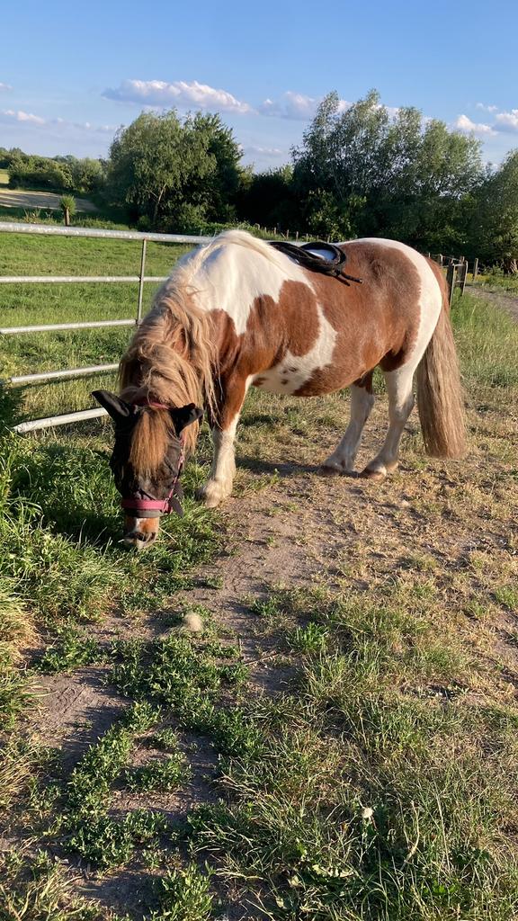 Verzorgpaard/ verzorgpony aangeboden, Dieren en Toebehoren
