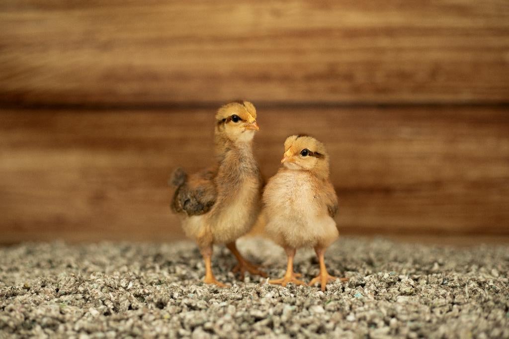 Welsumer groot kippenkuikens | Gesekst en Ingeënt, Vrouwelijk, Kip