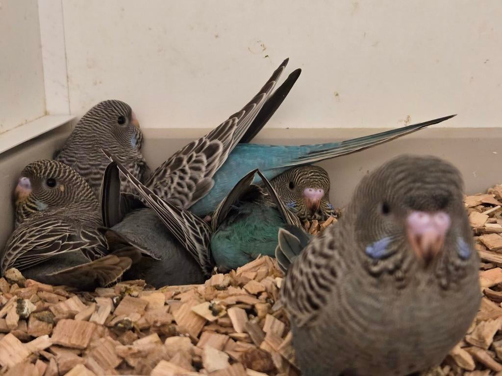 Blackface grasparkieten, Meerdere dieren