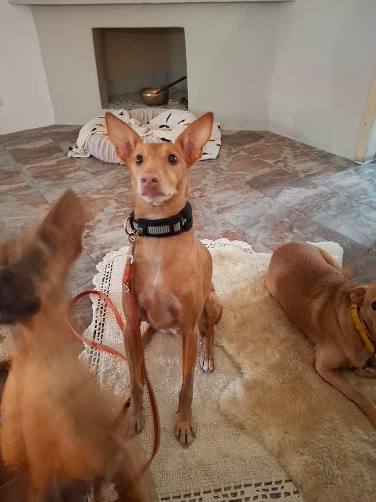Veilig superfijn thuis gezocht voor liefste Podenco Andaluz, Dieren en Toebehoren, Honden | Windhonden, 6 jaar of ouder, Particulier
