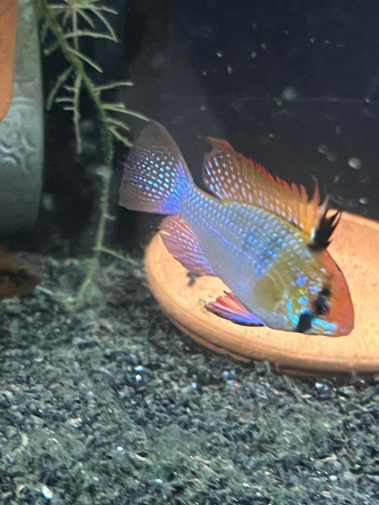 Ramirezi german bleu XL, Vis