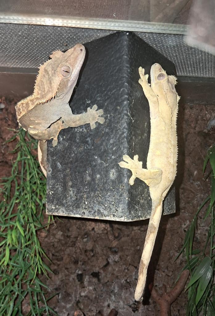 Mooie gezonde wimper gecko man