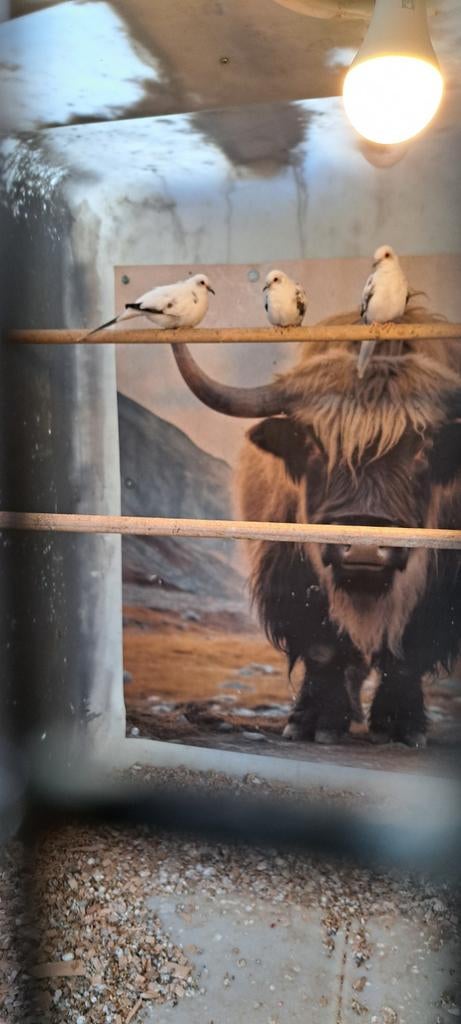 Bonte diamant duifjes, Dieren en Toebehoren, Vogels | Overige Vogels, Meerdere dieren