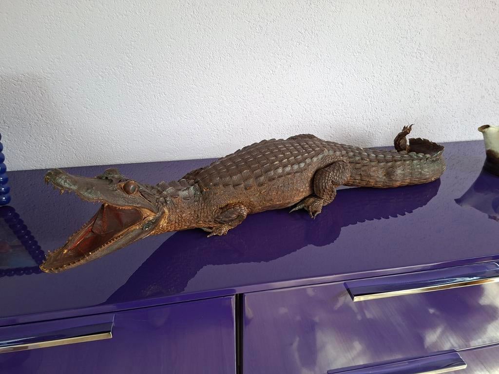 Opgezette krokodil/kaaiman, 80 cm, Verzamelen, Dierenverzamelingen, Ophalen of Verzenden
