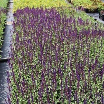 Salie (Salvia nemorosa), Volle zon, Vaste plant, Zomer, Ophalen