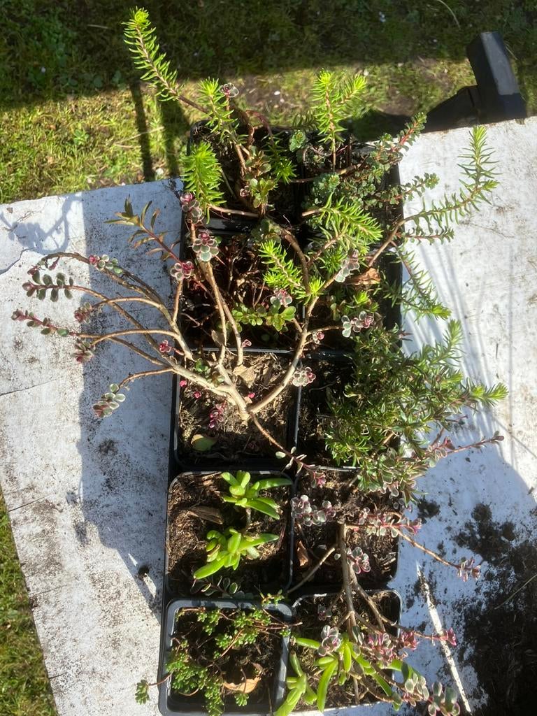 Bodembedekkers, ook voor dakbeplanting  op = op, Tuin en Terras, Planten | Tuinplanten, Bodembedekkers, Volle zon, Vaste plant