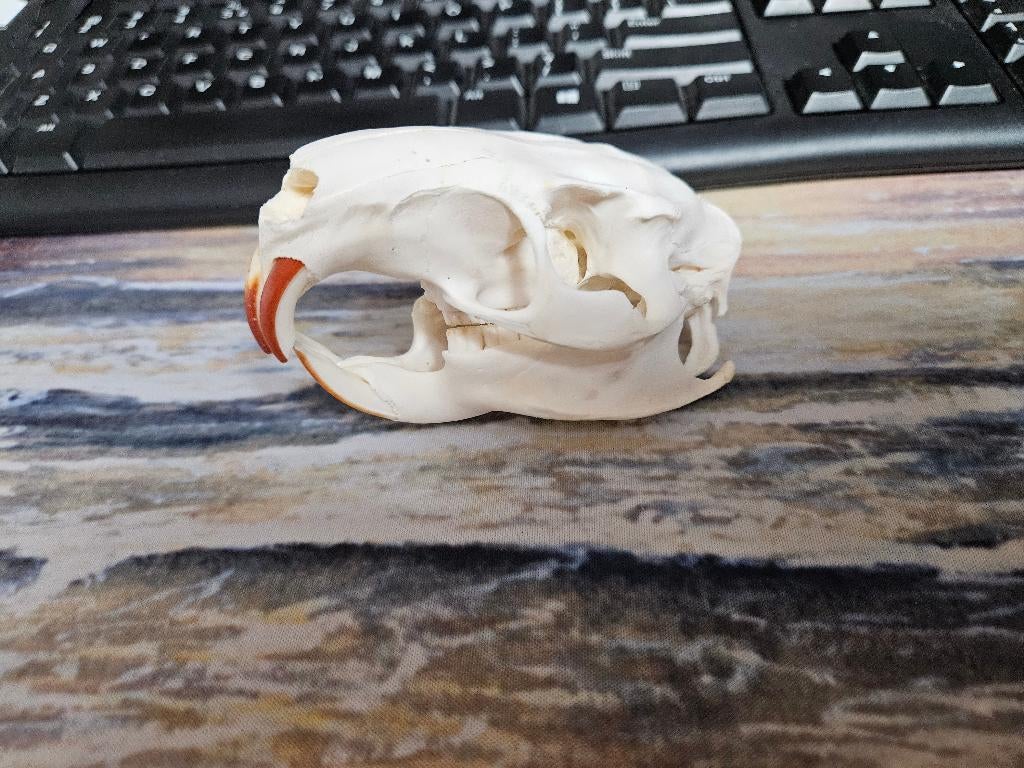 Beverrat schedel taxidermie naturalia, Ophalen of Verzenden, Zo goed als nieuw, Wild dier, Schedel