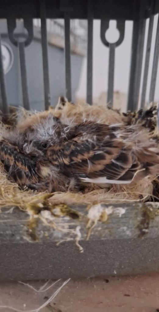 Te Koop Jong Kanarie 2026, Geslacht onbekend, Kleurkanarie