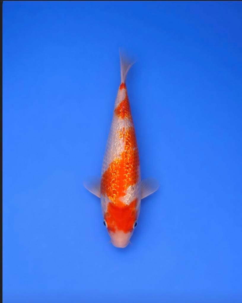 Ginrin kohaku, Dieren en Toebehoren, Vissen | Vijvervissen, Karper of Koi