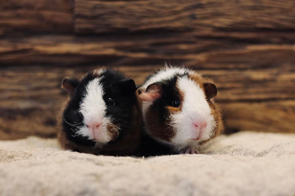 TIES & TEUN | CAVIA | REX | BEERTJES, Dieren en Toebehoren, Knaagdieren, Cavia, Februari, Mannelijk, Tam