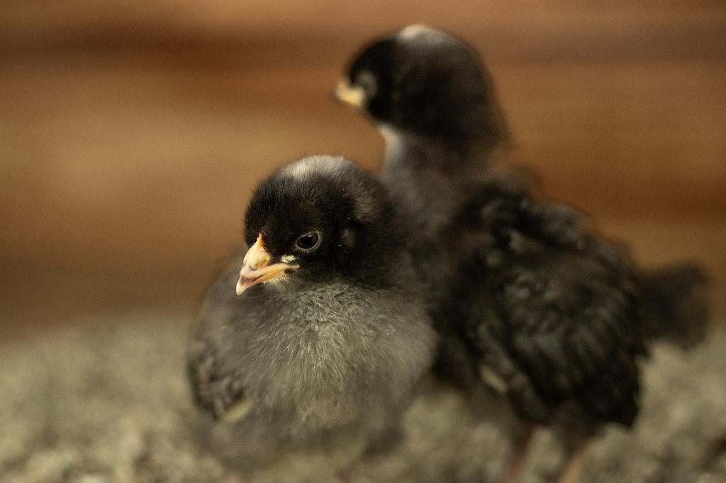 Noord Hollandse Blauwe groot kippenkuikens | Gesekst, Vrouwelijk, Kip