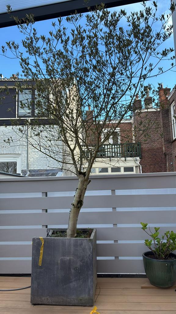 Olijfboom 2 meter gratis, Bloeit niet, 100 tot 250 cm, Olijfboom, Ophalen