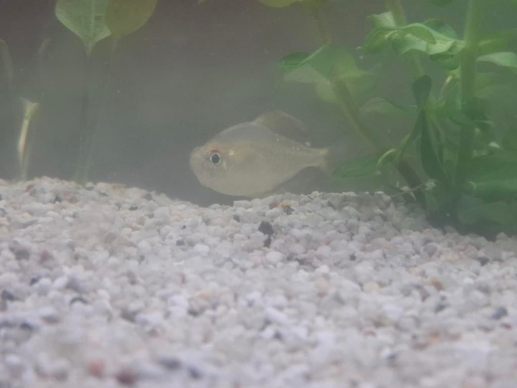 3 vissen voor de aqwaruim, Dieren en Toebehoren, Vissen | Aquaria en Toebehoren, Ophalen