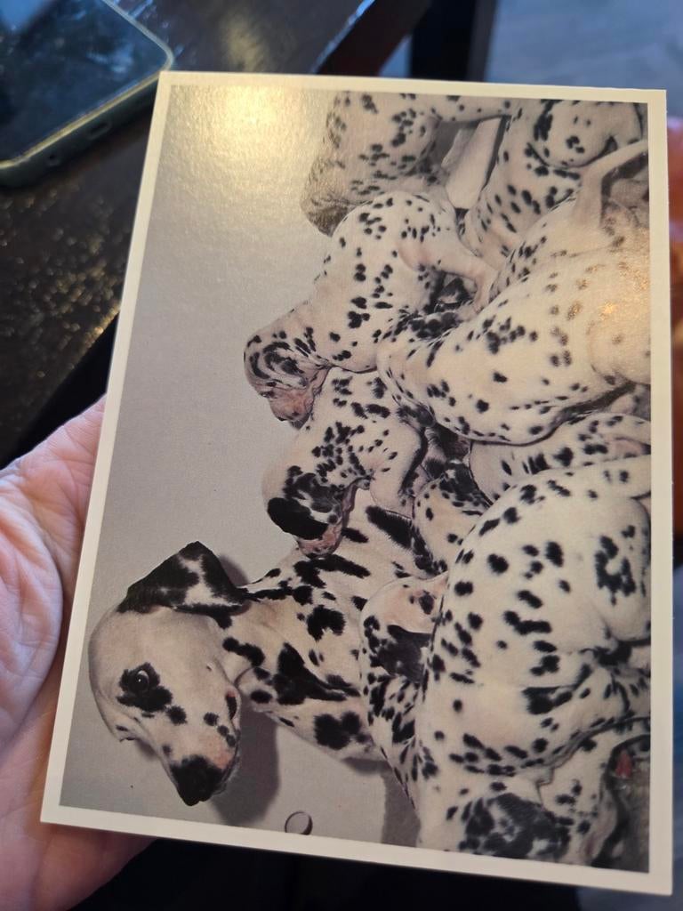 Ansichtkaart Dalmatiër puppy's - Ongelopen, Ophalen of Verzenden, 1980 tot heden, Ongelopen, Hond of Kat