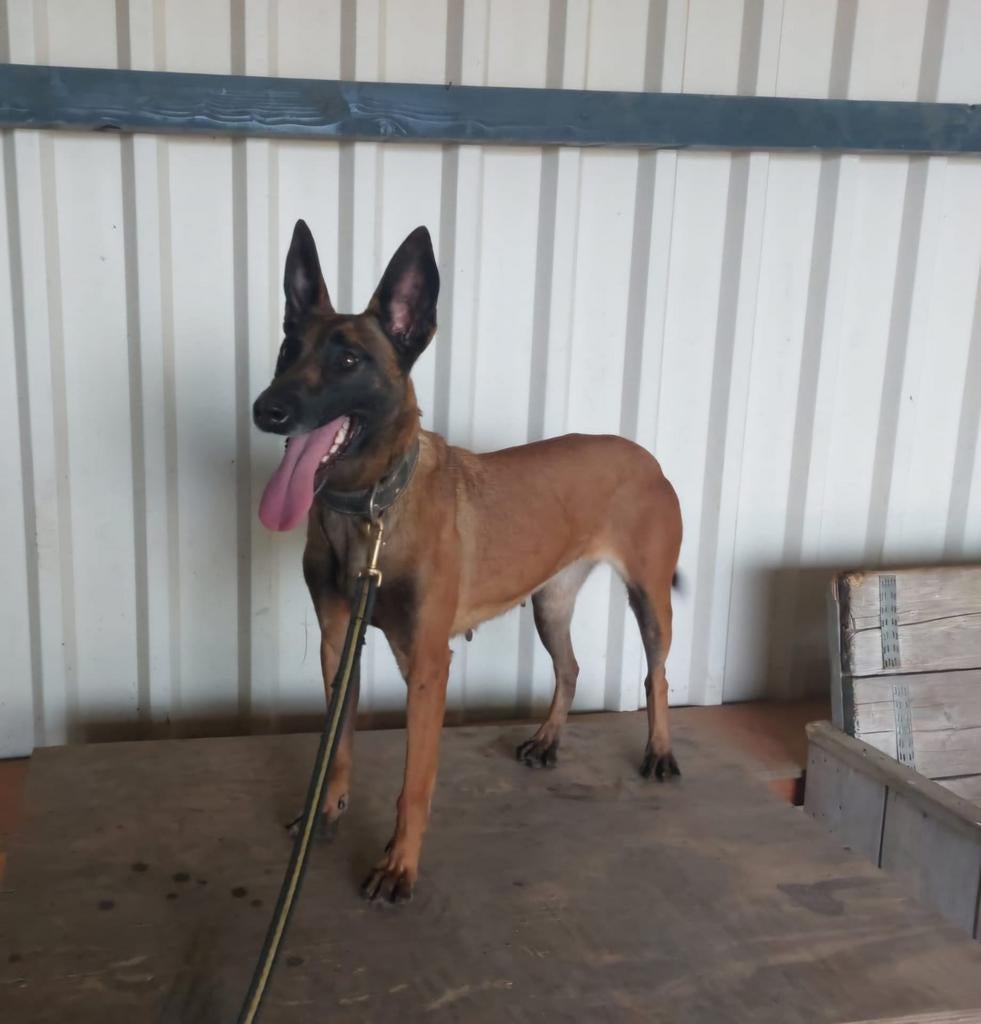 Mechelse herder, Dieren en Toebehoren, Honden | Herdershonden en Veedrijvers, Teef, Herder, Particulier, Eén hond, Nederland, 3 tot 5 jaar