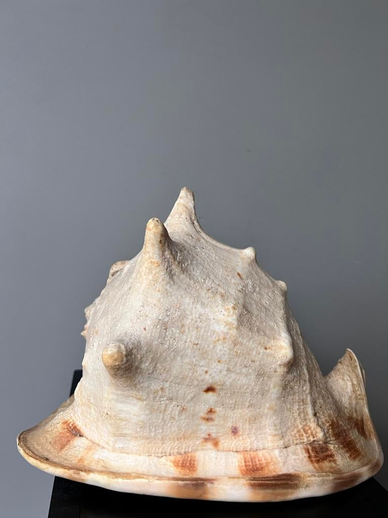 ZEER OUDE GROTE DOOPVONT SCHELP FOSIEL ANTIEK, Ophalen of Verzenden, Fossiel