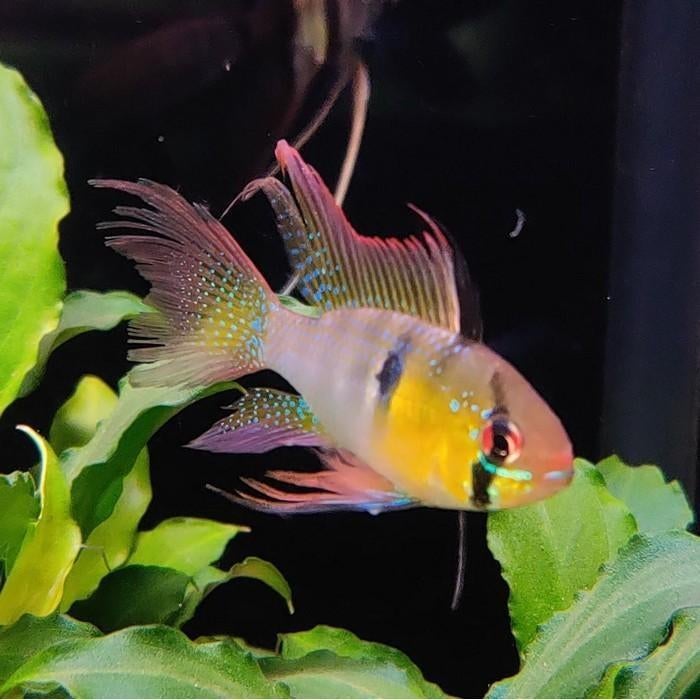 Microgeophagus Ramirezi, Vis