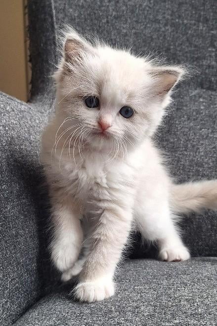 Prachtig Ragdoll kitten met stamboom en fokrechten, Dieren en Toebehoren, Poes, Met stamboom, 0 tot 2 jaar