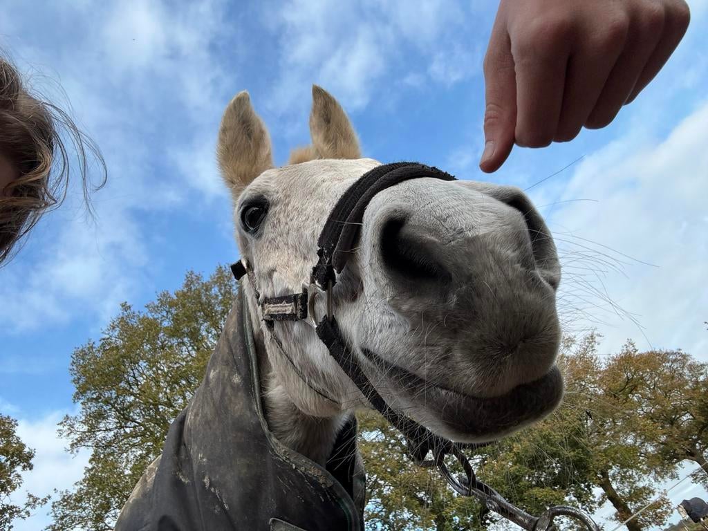 Verzorger gezocht, Ophalen of Verzenden, Gebruikt