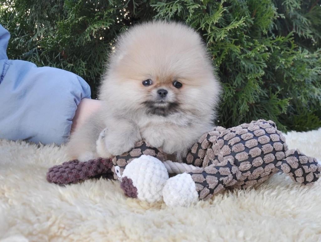 Pomeriaan pup teefje Cream Sable mini – te reserveren, Dieren en Toebehoren, Keeshond, 8 tot 15 weken, Buitenland, Teef