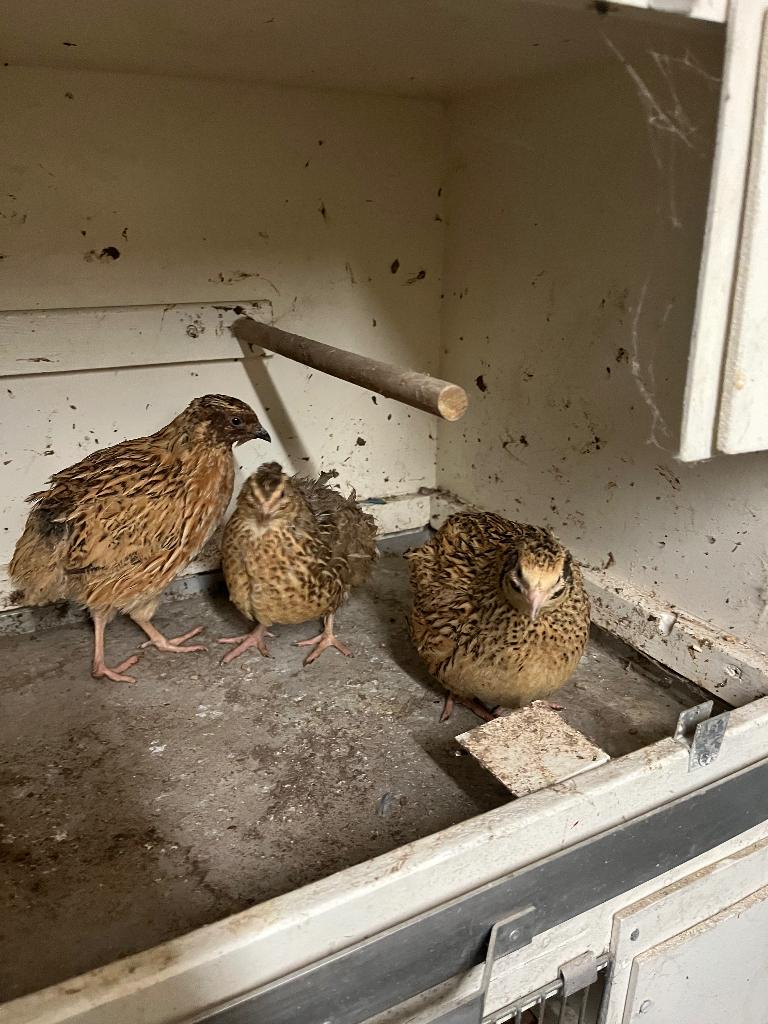 Broedeieren Japanse kwartel ook op kleur, Geslacht onbekend, Overige soorten