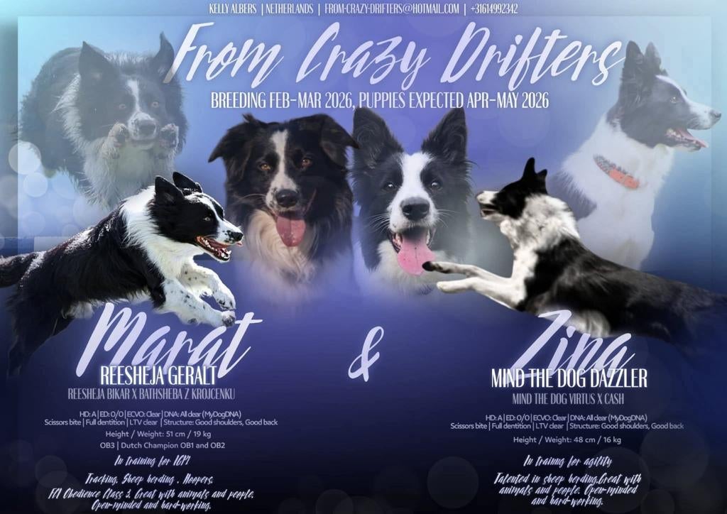Fci werklijn border collie pups verwacht rond 13 april!, 8 tot 15 weken, Collie, Meerdere, Meerdere dieren