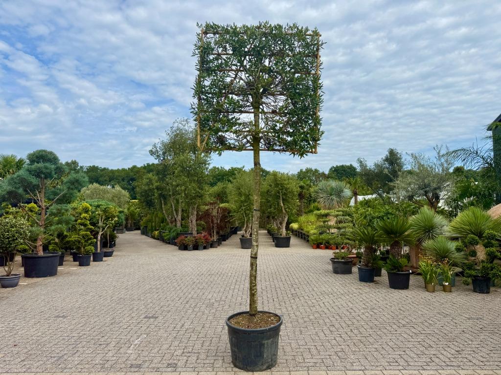 Groenblijvende steeneik 20/25 leiboom - Quercus ilex te koop, Leiboom, Ophalen of Verzenden, 250 tot 400 cm, Zomer