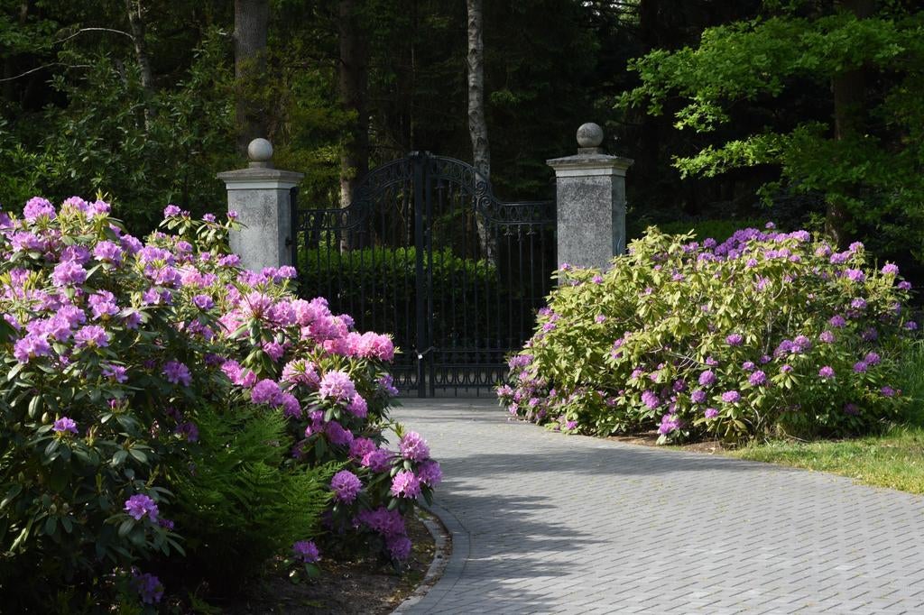 Rhododendrons uit het Bos, Ophalen, Rhododendron, Struik, 100 tot 250 cm