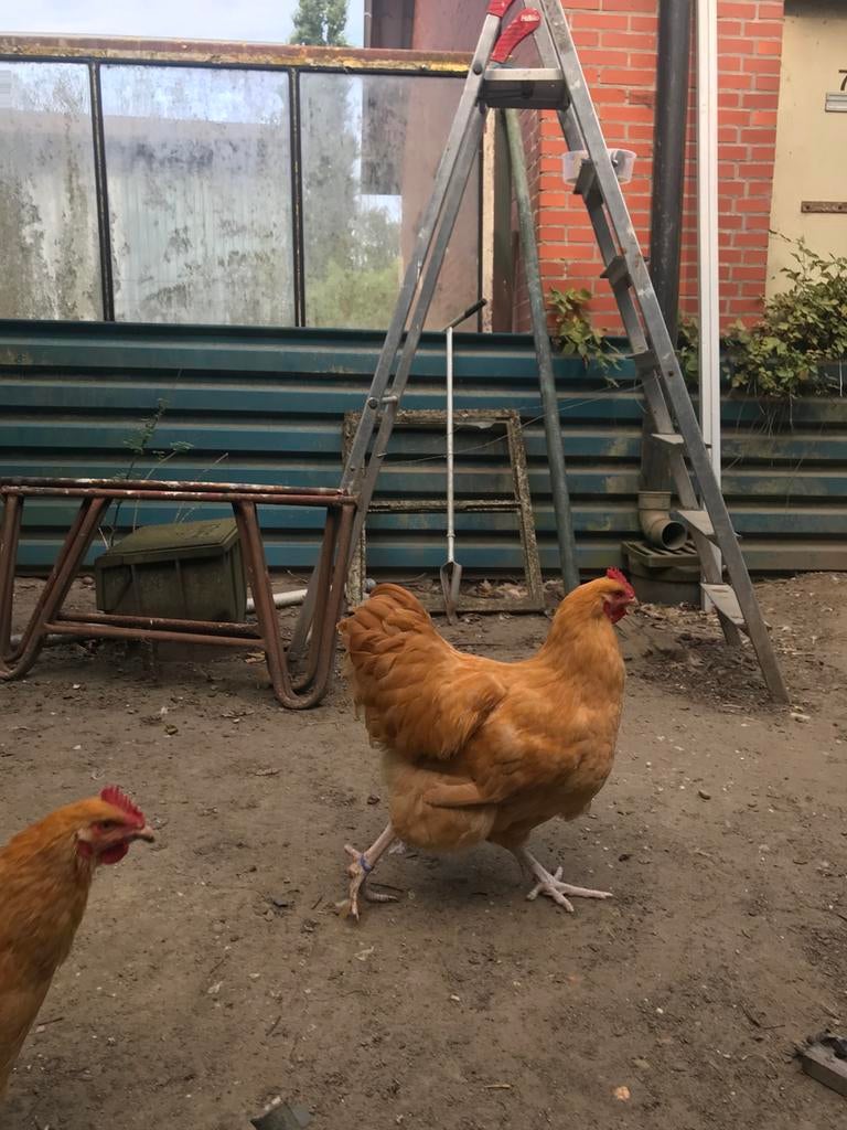 Orpington hanen, Mannelijk, Kip