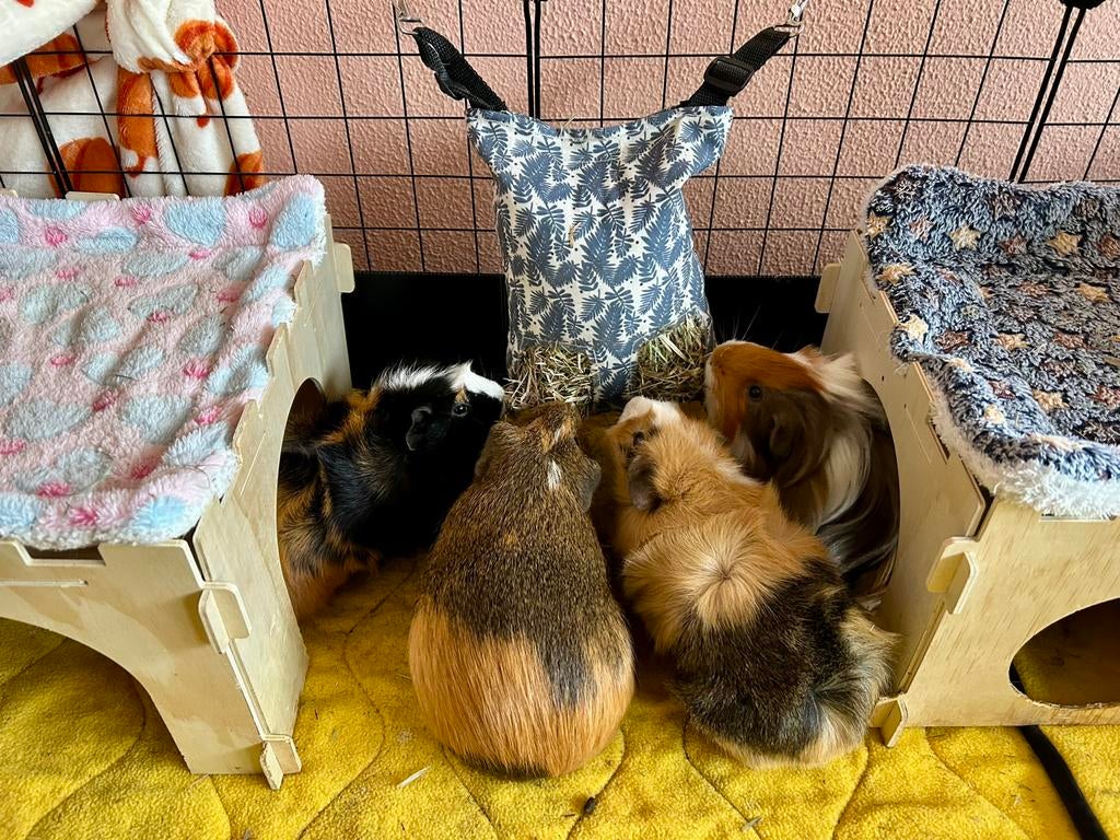 Vakantieopvang konijnen, cavia’s en kleine knagers, Ophalen