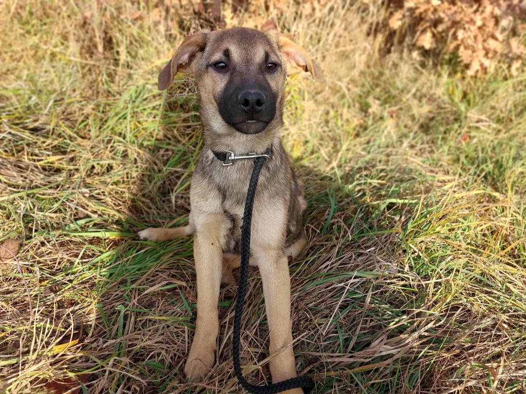 ZEER LIEF SOCIAAL JONG REUTJE KADAR GEK OP HONDEN EN MENSEN, Particulier, 15 weken tot 1 jaar, Reu, Buitenland