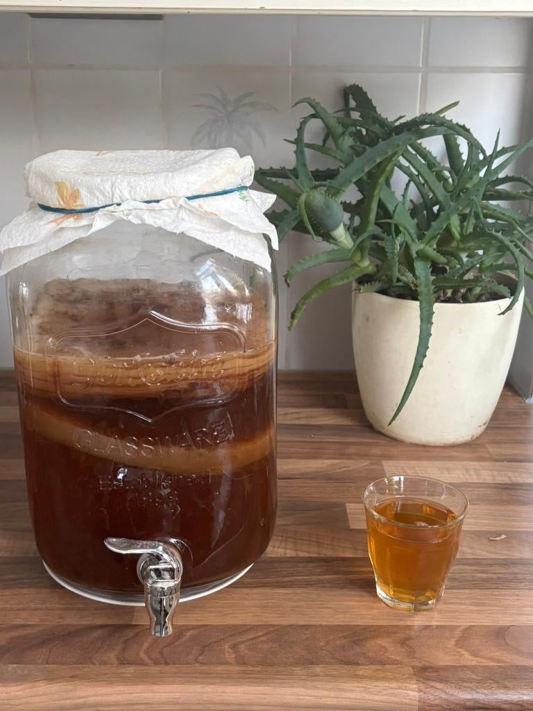 Kombucha Scoby, Ophalen, Nieuw, Overige typen