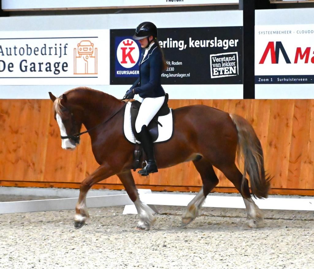 Gezocht paarden & e pony's, Ophalen, Nieuw