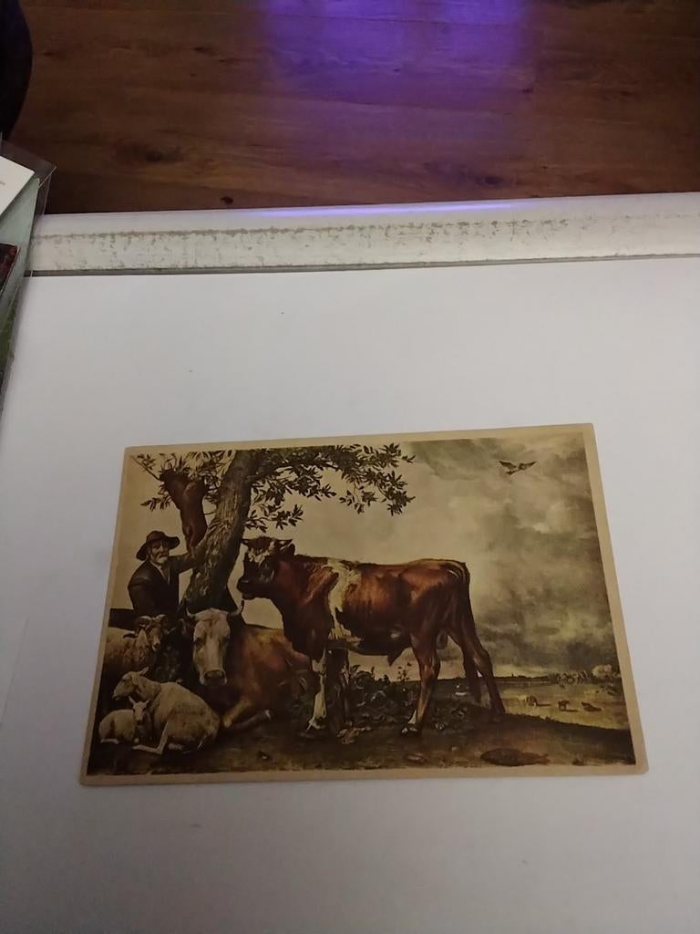 PAULUS. POTTER.  DE JONGE STIER, Ophalen of Verzenden, 1980 tot heden