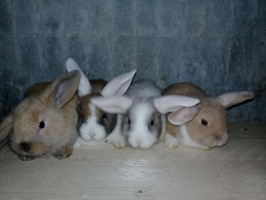 *Ruime keuze aan baby konijntjes*, Dieren en Toebehoren, Konijnen, Meerdere dieren, Klein, 0 tot 2 jaar