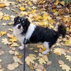 AIN: Beto, 6 jaar of ouder, Buitenland, Parvo, Eén hond