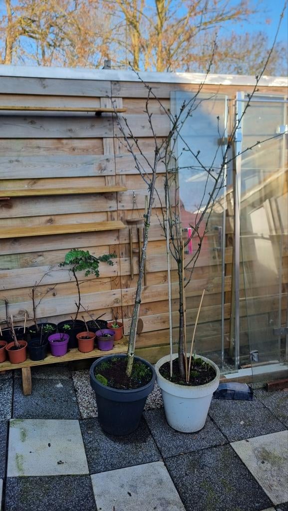 Kersenboom en Zure Kers boom - 5+ jaar oud, Tuin en Terras, Ophalen of Verzenden