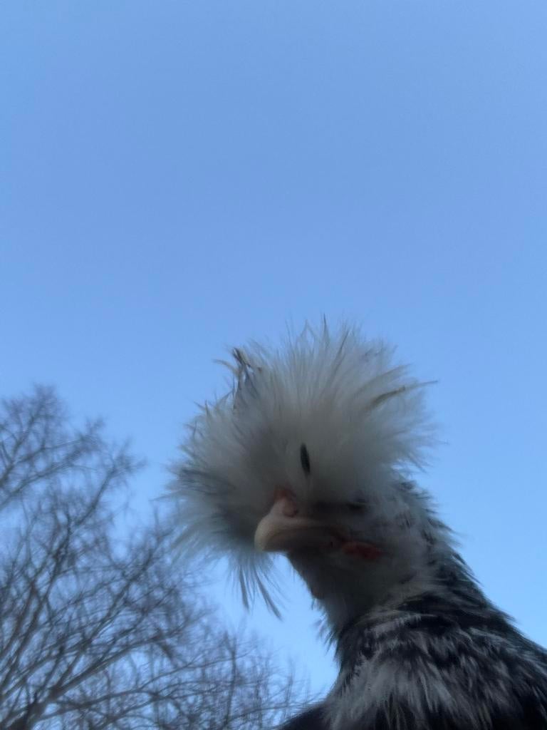 Zijderhoen usa hanen, Dieren en Toebehoren, Pluimvee, Mannelijk, Kip