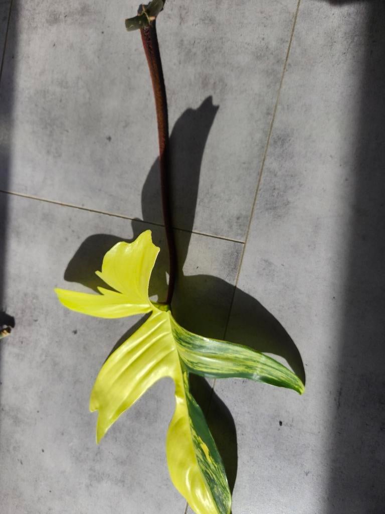 Philodendron florida beauty stek, Huis en Inrichting, Kamerplanten, Ophalen of Verzenden