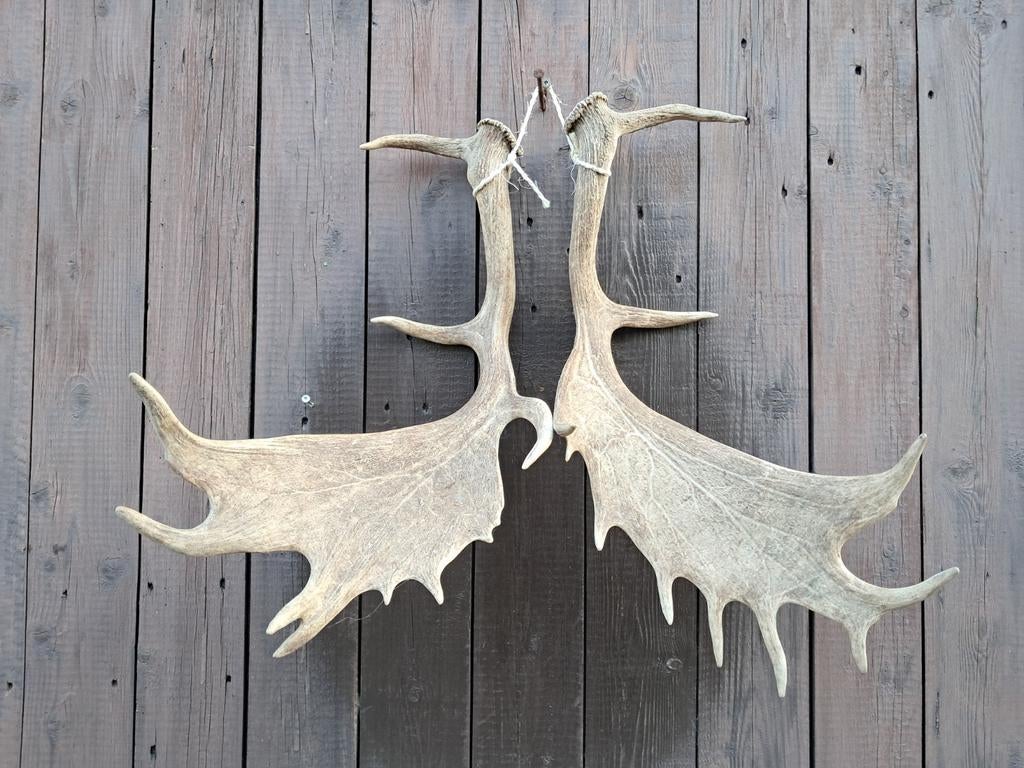 “Damhert gewei groot – wanddecoratie – hertengewei – set”, Ophalen of Verzenden, Nieuw, Hert, Gewei of Kop