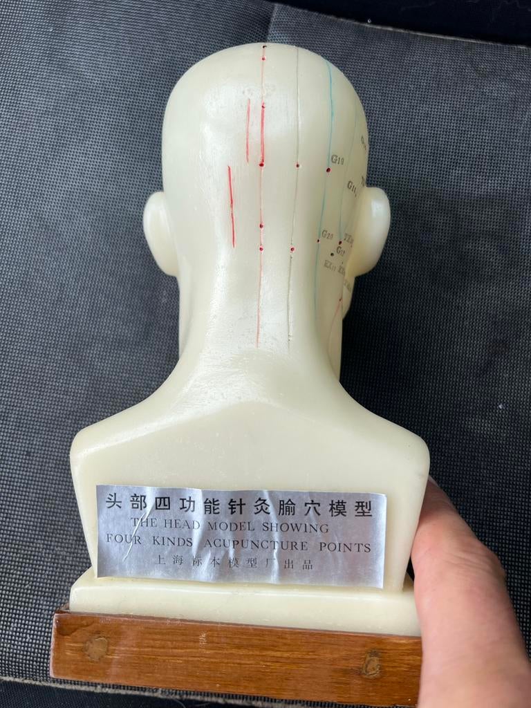 Acupunctuur model, Ophalen of Verzenden