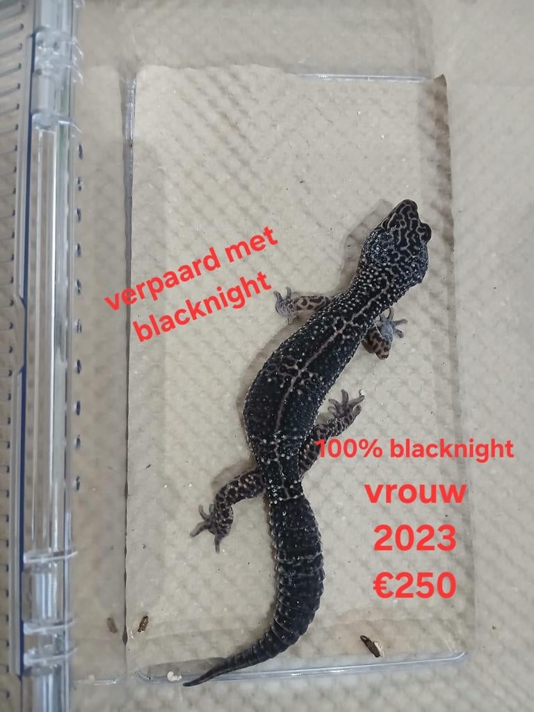 Luipaardgekko Blacknight Leopard Gecko - unknown for sale from Ronald
