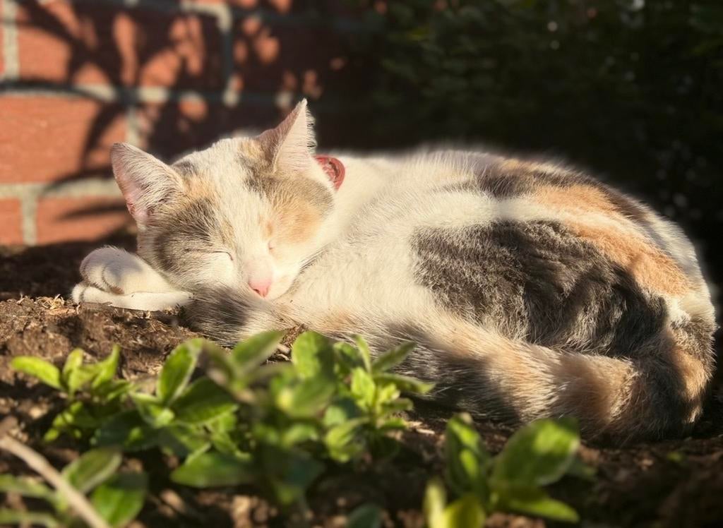 Onze lieve Pip verwacht kittens!, Dieren en Toebehoren, Meerdere dieren