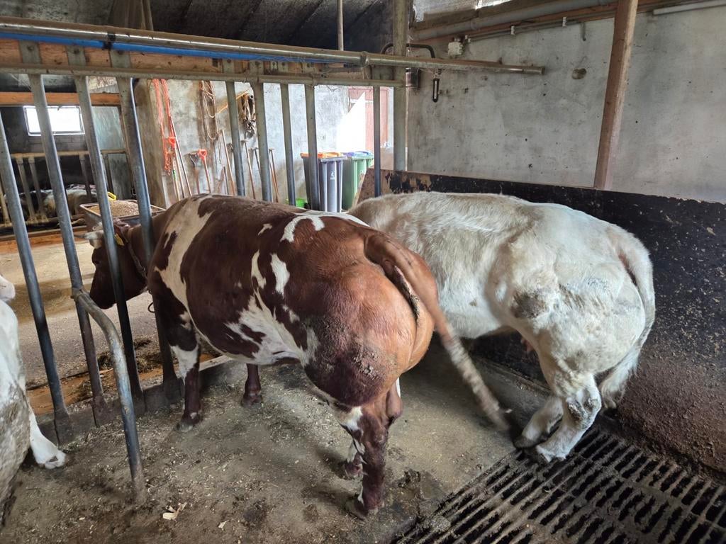 mooie dikbil koeien, Dieren en Toebehoren