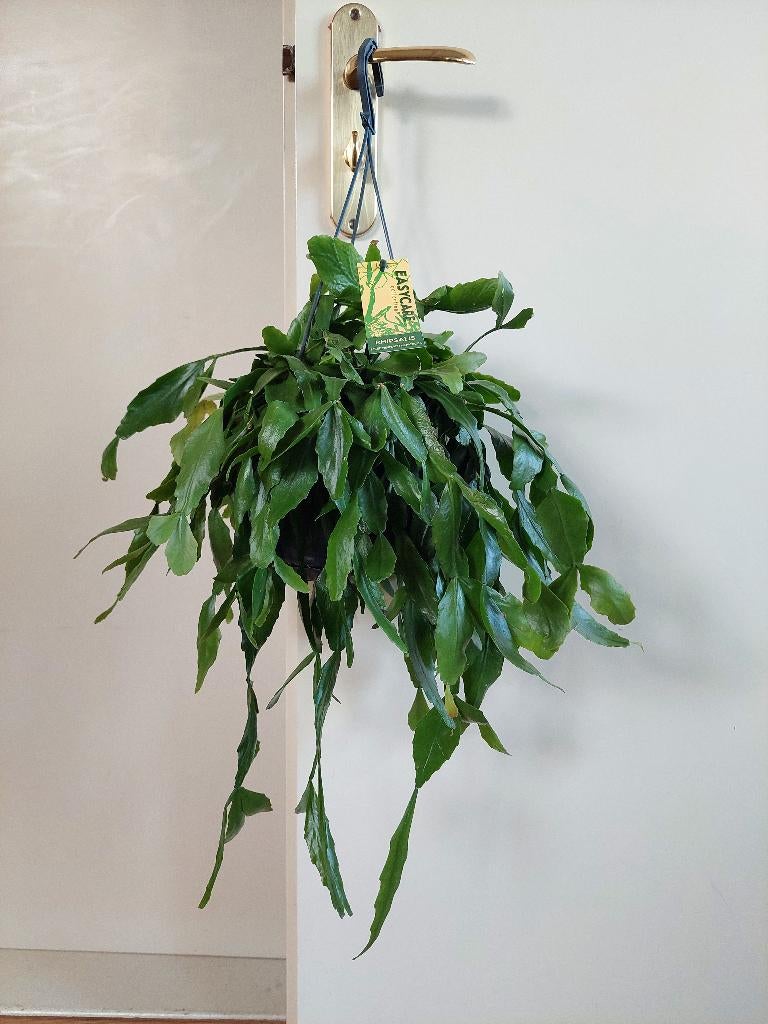 Rhipsalis Elliptica - Koraalcactus / Hangplant, Ophalen, Vetplant, Halfschaduw, Minder dan 100 cm